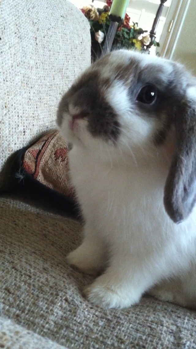 Holland Lops Autumn Gillispie Hayes Middle School